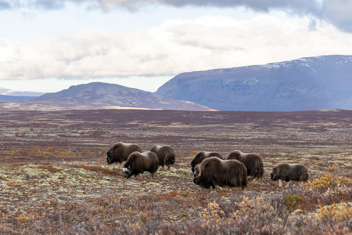 Moschusochsen Dovrefjell