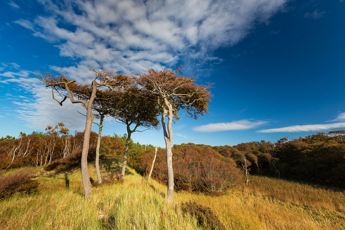 Windflüchter in den Dünen am Weststrand