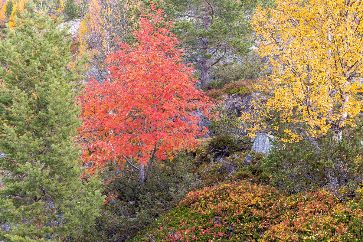 Reinheimen Nationalpark