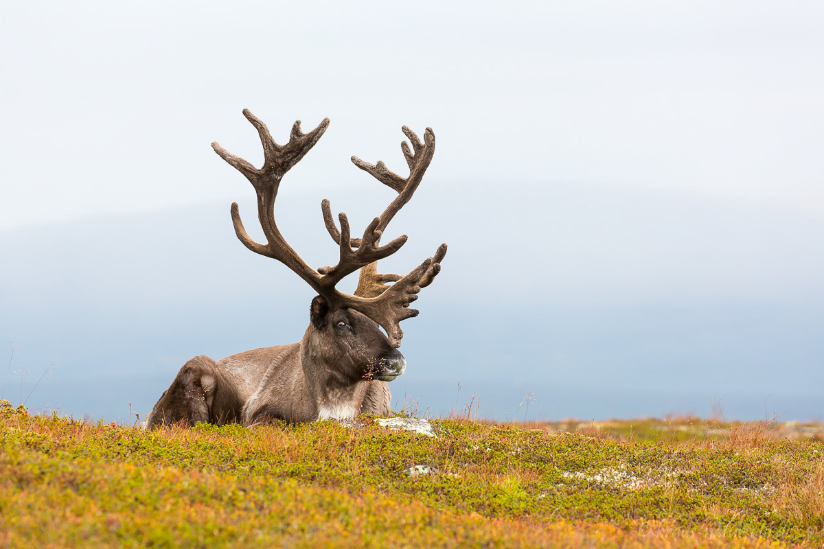 Rentierbulle, Idre Fjell