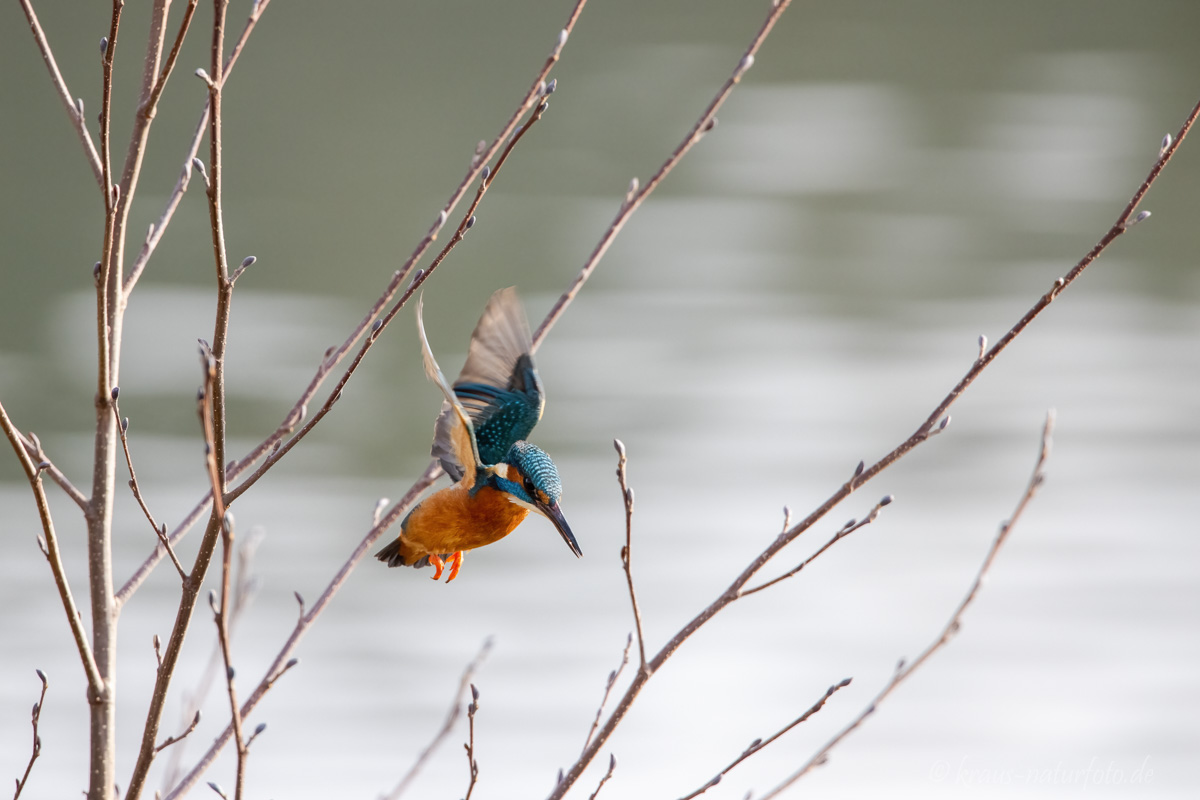 Eisvogel