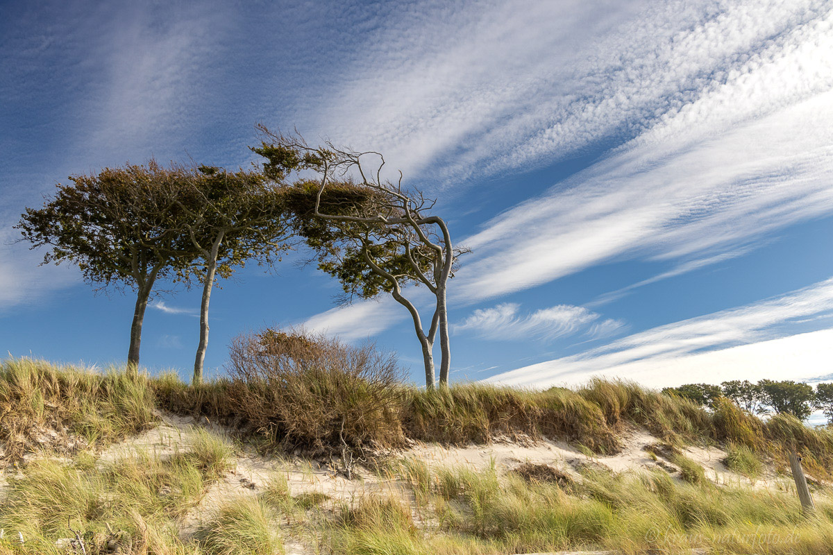 Windflüchter am Darßer Weststrand