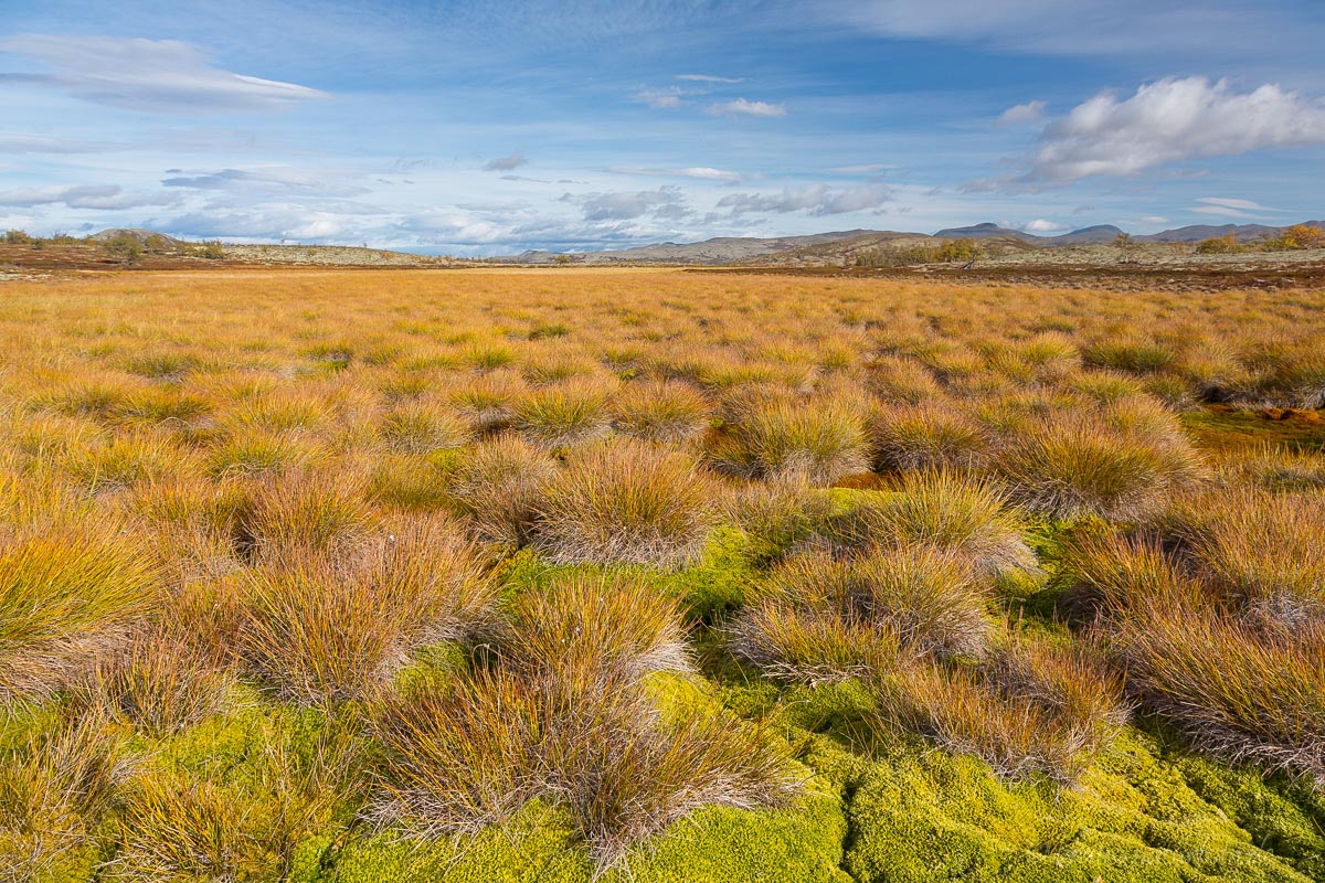 Herbst im Rondane, Norwegen