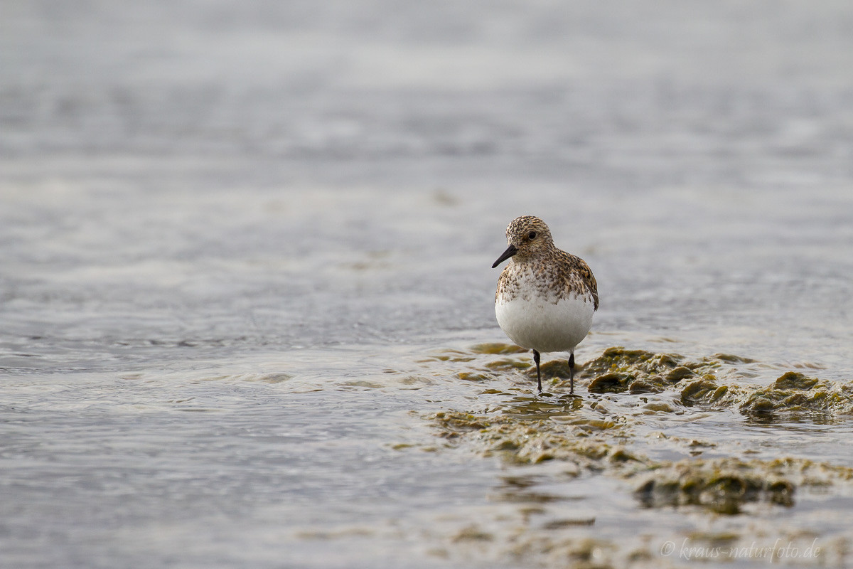 Sanderling