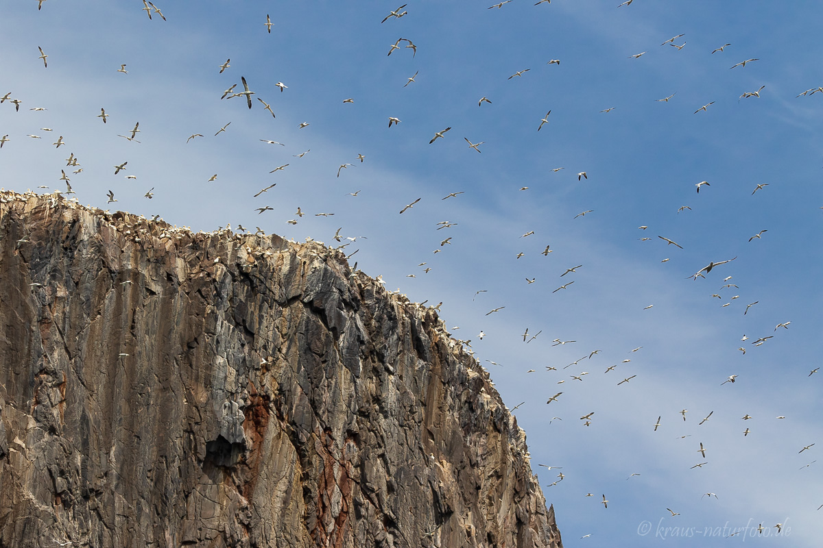 Bass Rock