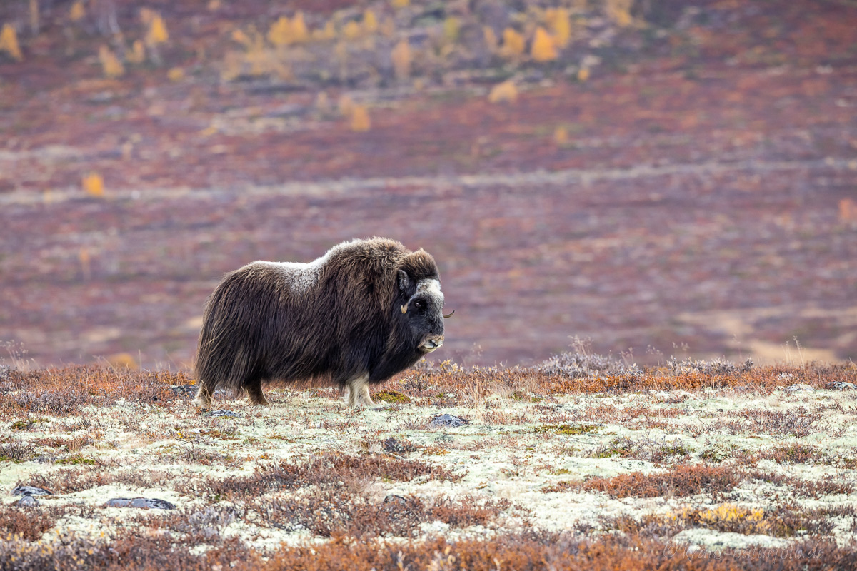 Moschusochse Dovrefjell