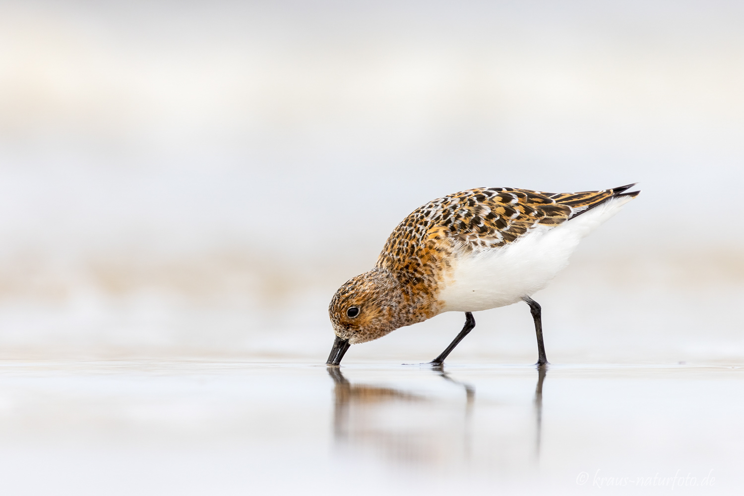 Sanderling