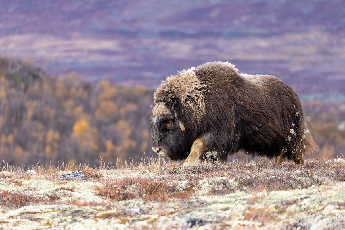 Moschusochse Dovrefjell
