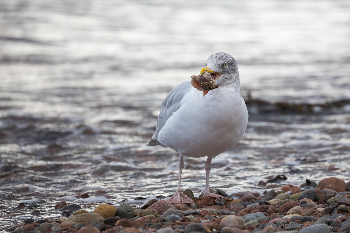 Möwe