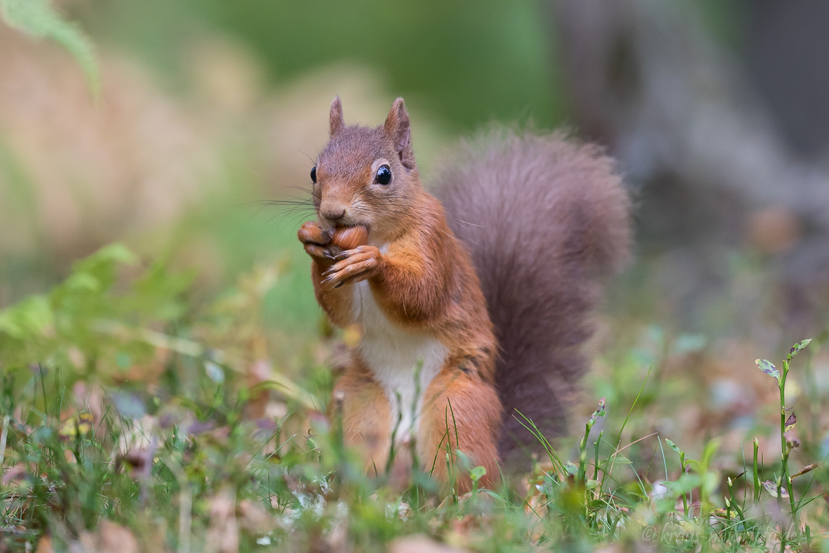 Red Squirrel, Eichhörnchen