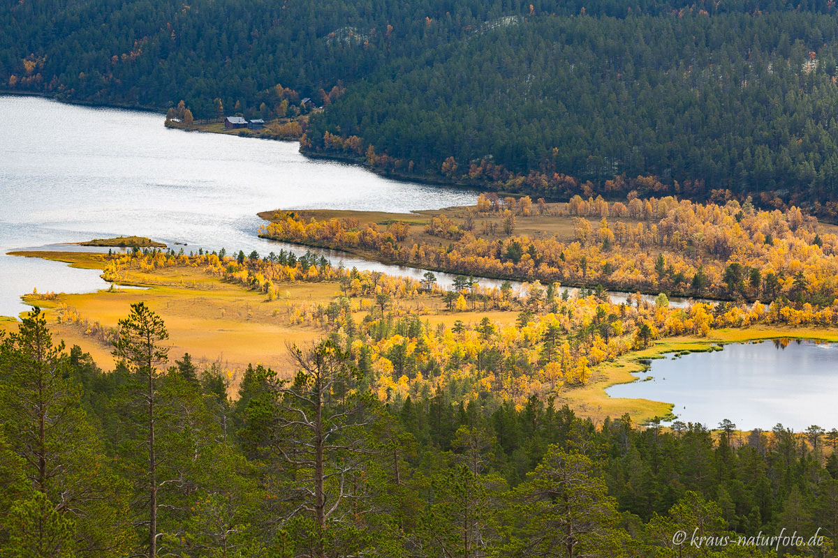 Myrtjønna