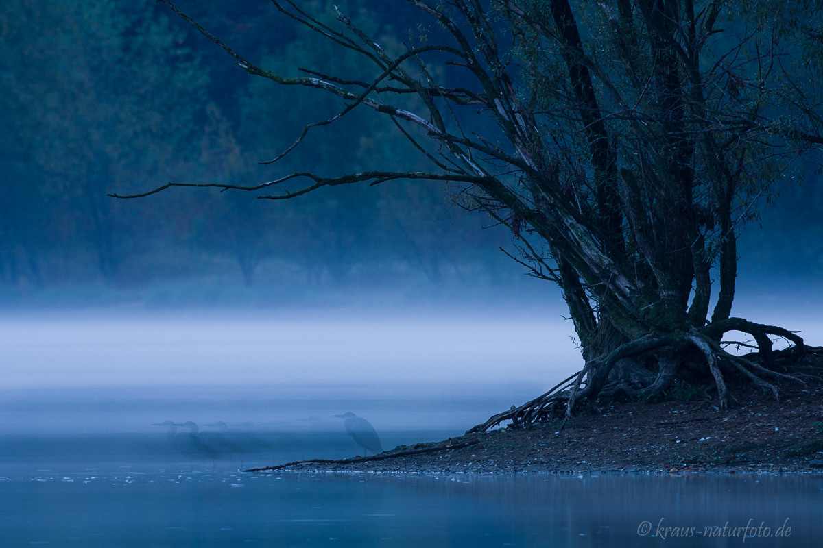 Morgen am Sieglarer See