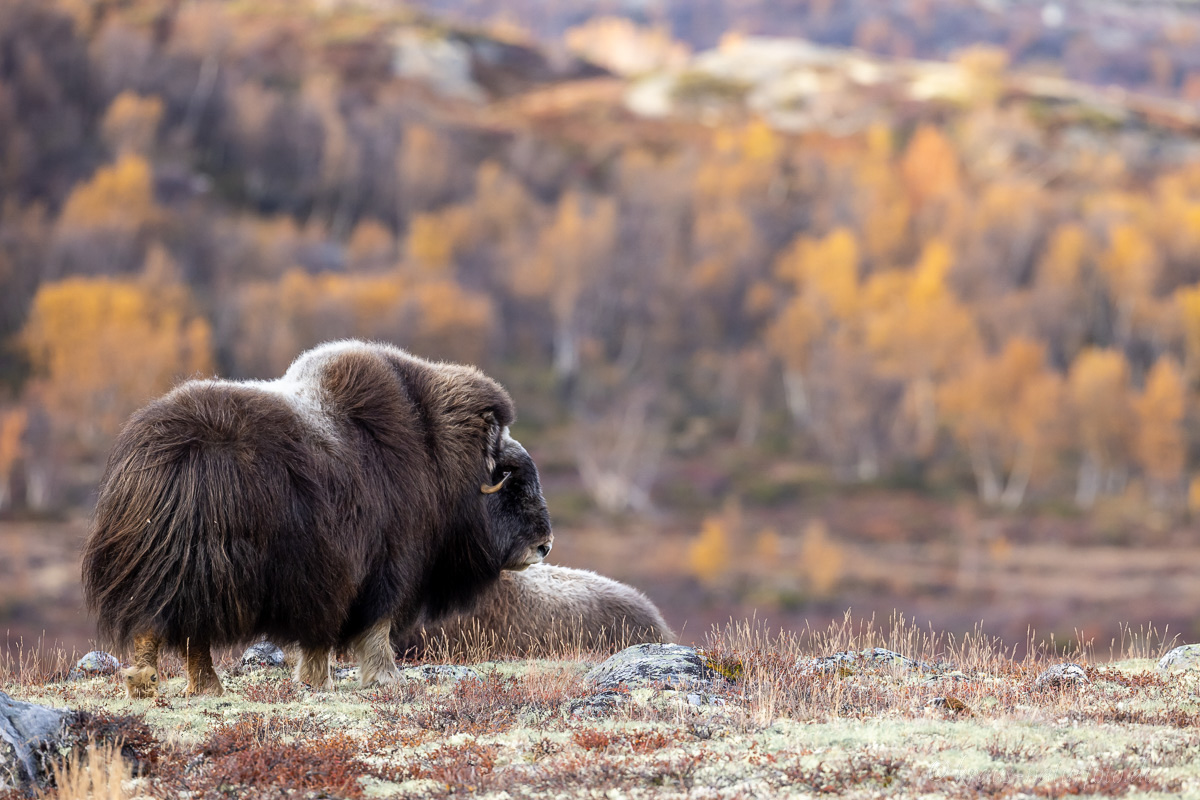 Moschusochse Dovrefjell