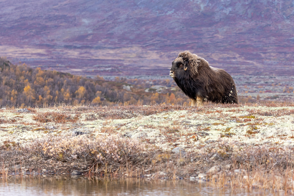 Moschusochse Dovrefjell