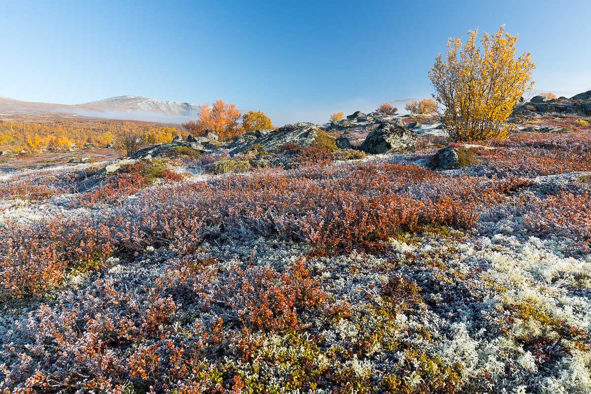 Raureif über Fjelllandschaft