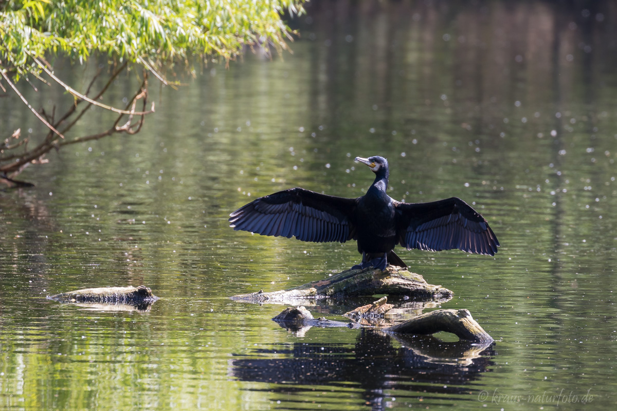 Kormoran