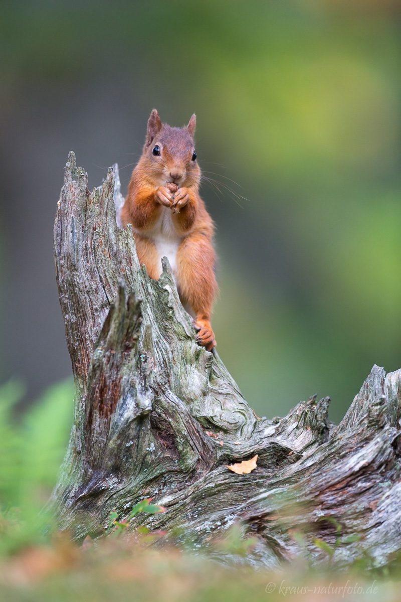 Red Squirrel, Eichhörnchen