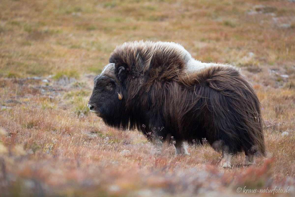 Moschusbulle , Dovre Fjell