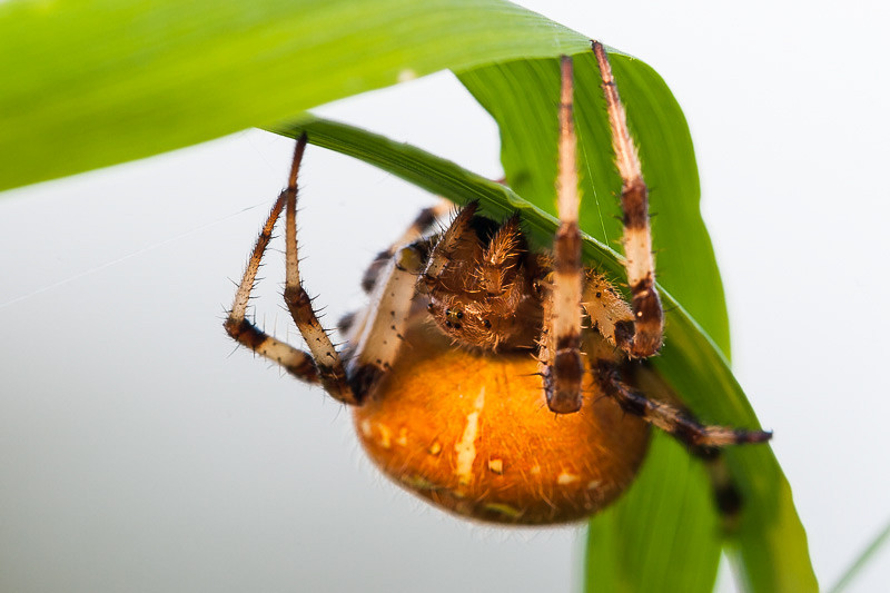 Vierfleck Kreuzspinne