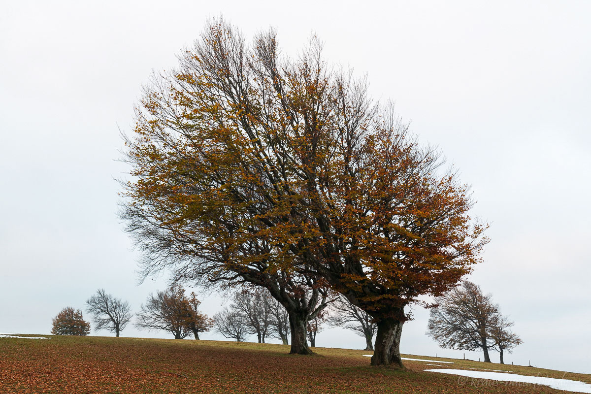 Windbuchen am Schauinsland