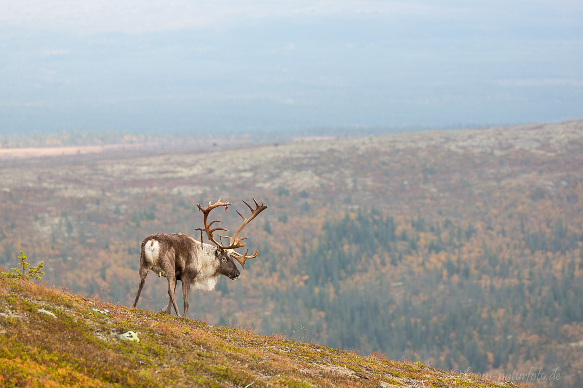 Rentierbulle, Idre Fjell