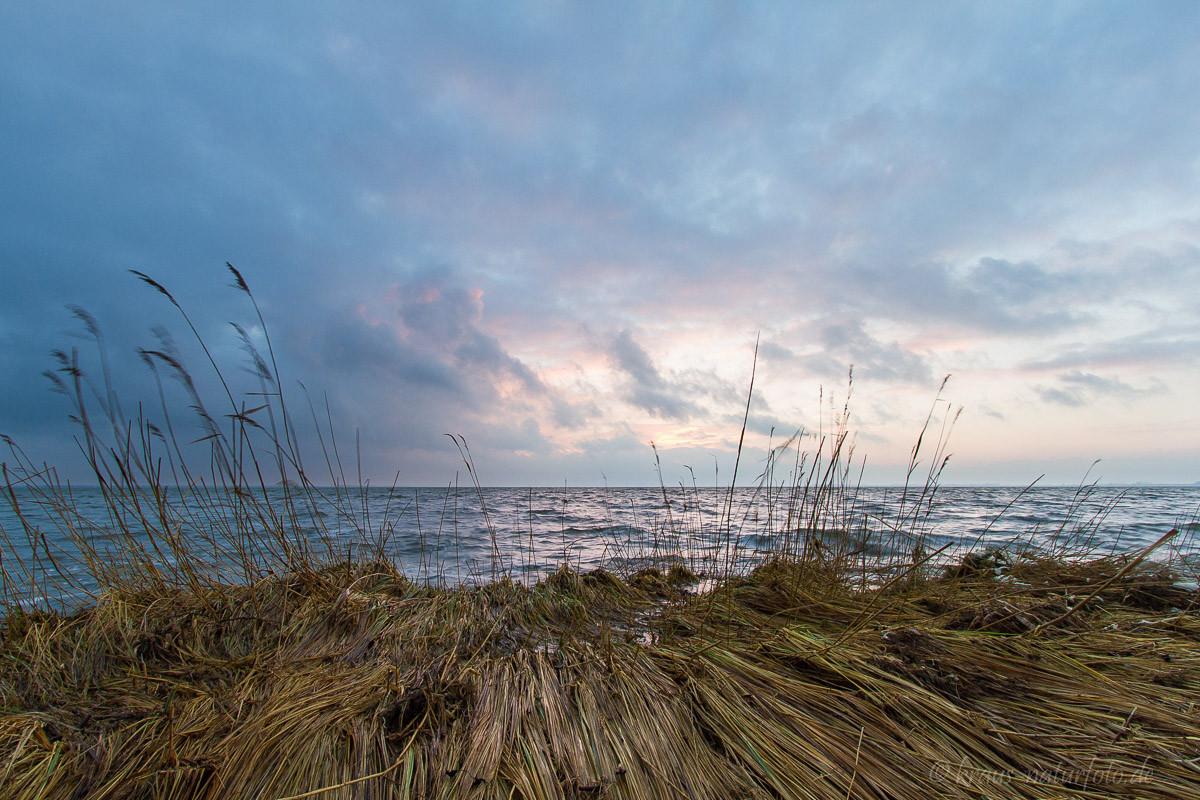 am Bodden bei Born