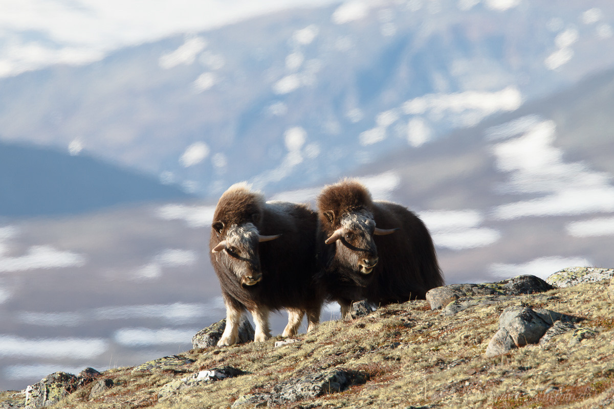 Moschusochsen, Dovre Fjell, Norwegen 