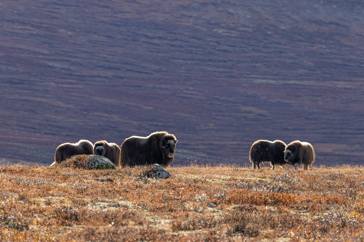 Moschusochsen Dovrefjell