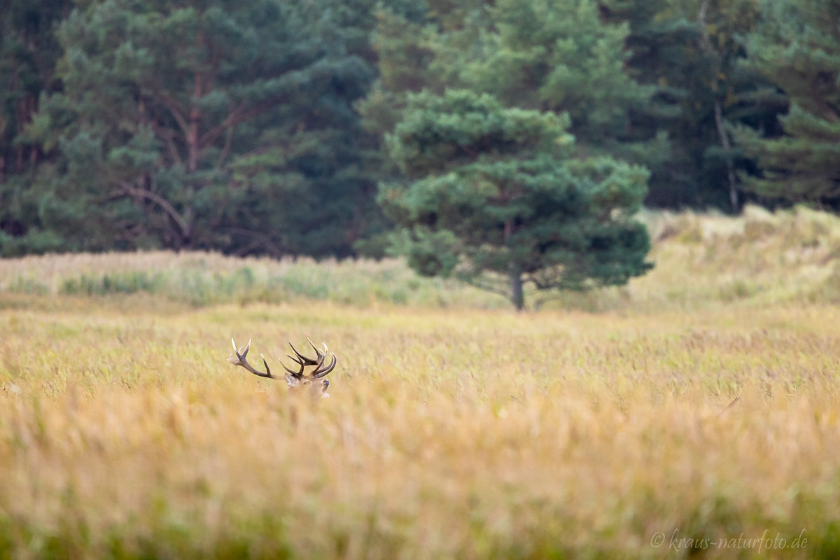 Hirsch im Schilf