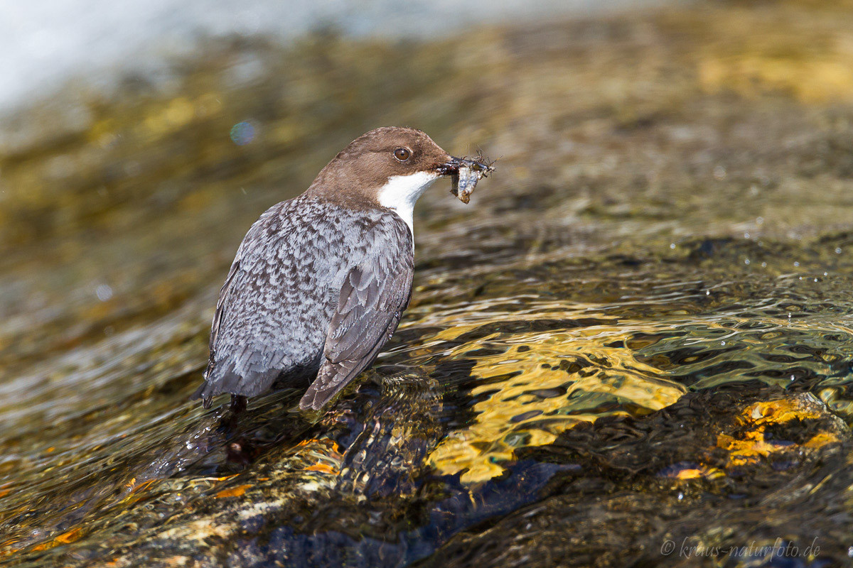 Wasseramsel, Norwegens Nationalvogel