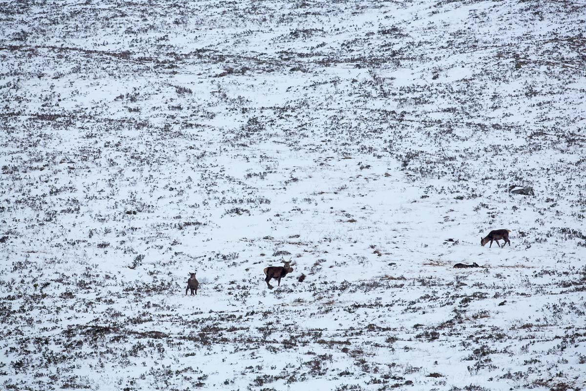 Hirsche im Glencoe