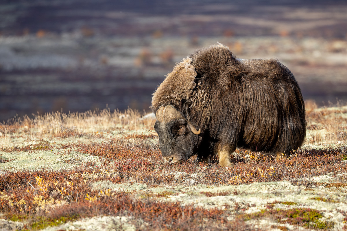 Moschusochse Dovrefjell