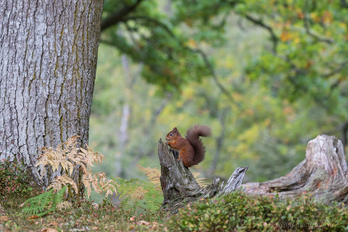 Red Squirrel, Eichhörnchen