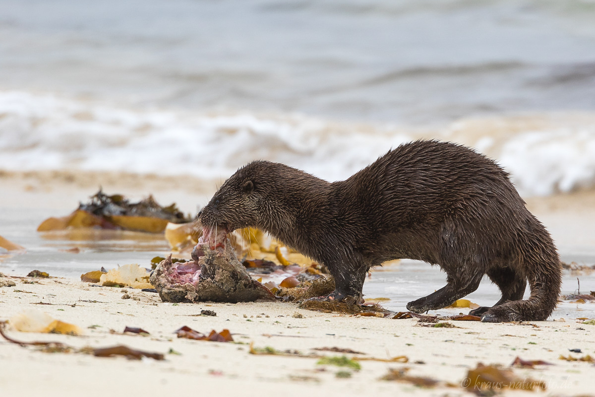 Otter mit gefangenem Seehasen