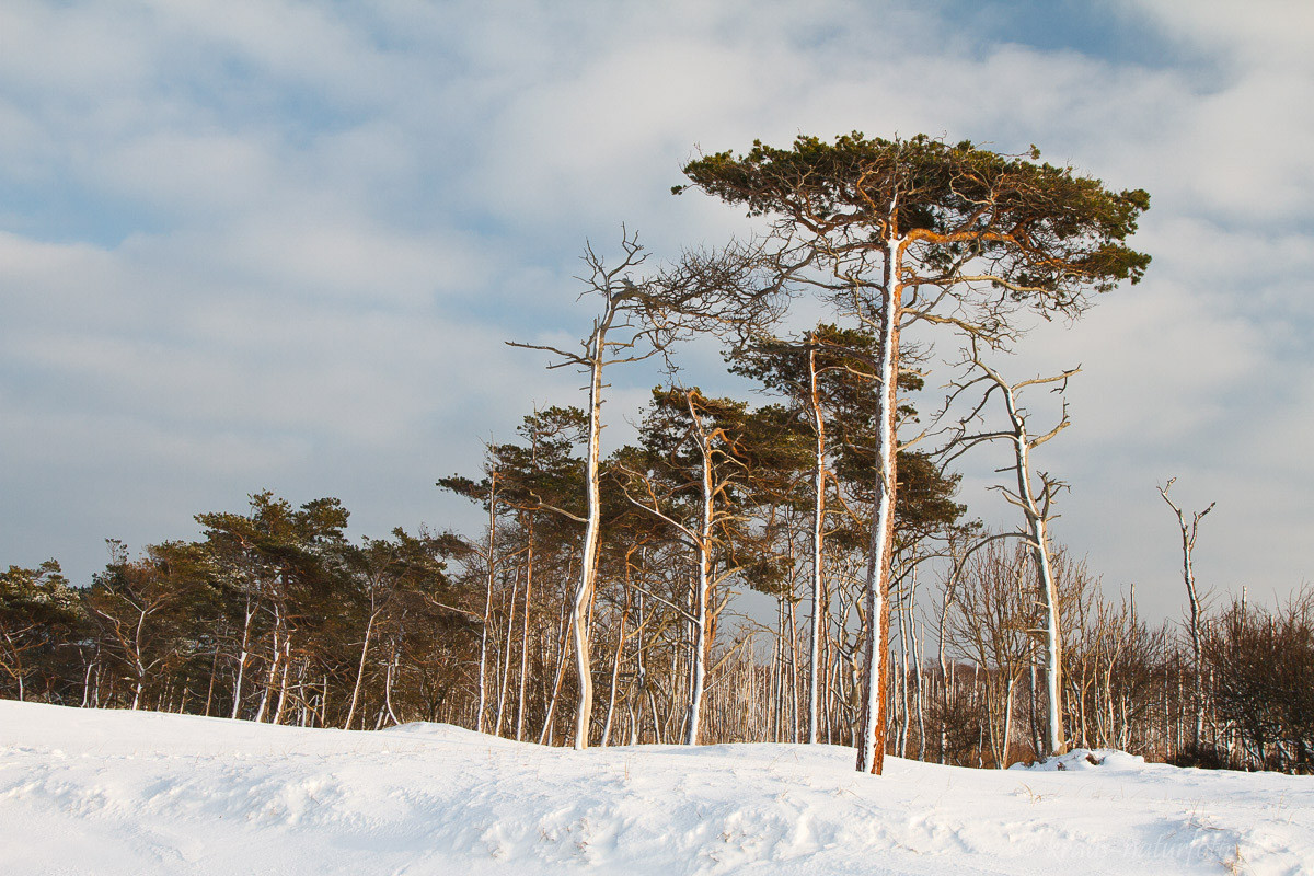 Windflüchter am Weststrand