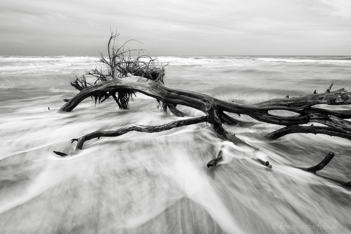 Baum wird von der Ostsee umspült, Darßer Weststrand