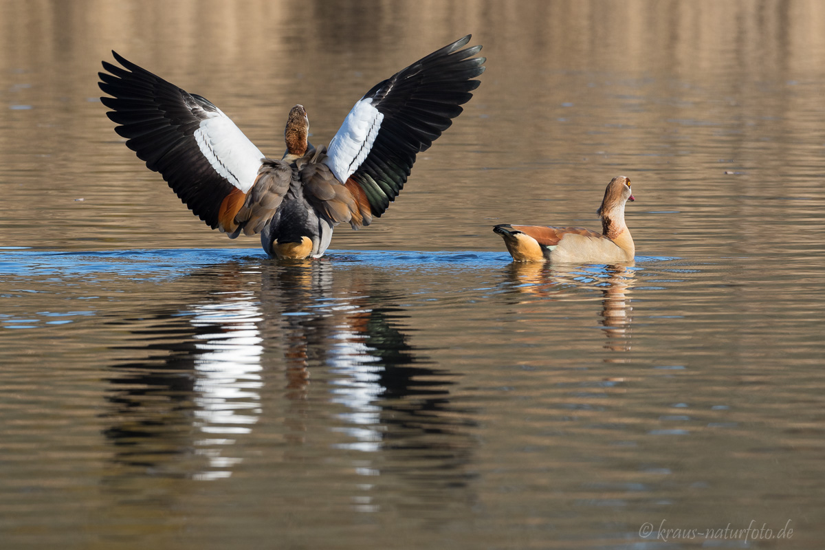 Nilgänse