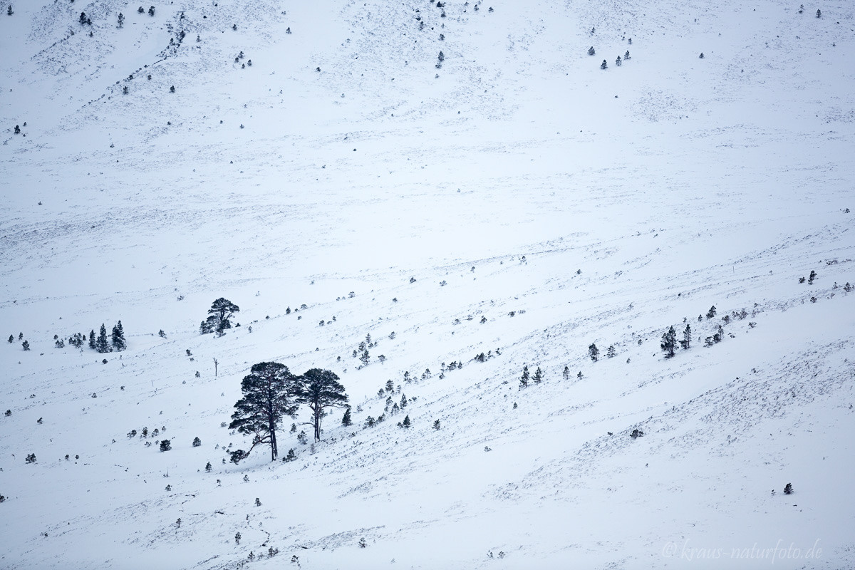 Landschaft in den Cairngorm Mountains