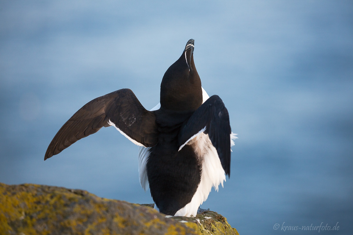 Tordalk, Latrabjarg