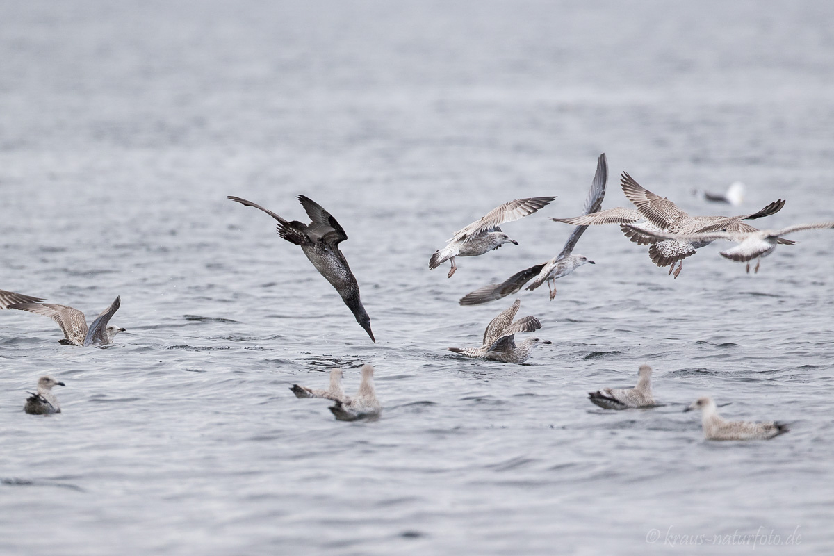 junger Basstölpel taucht ins Wasser, Rosemarkie Bay