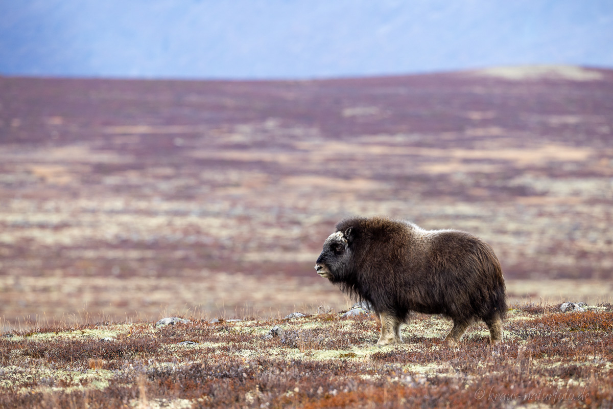 Moschusochse Dovrefjell