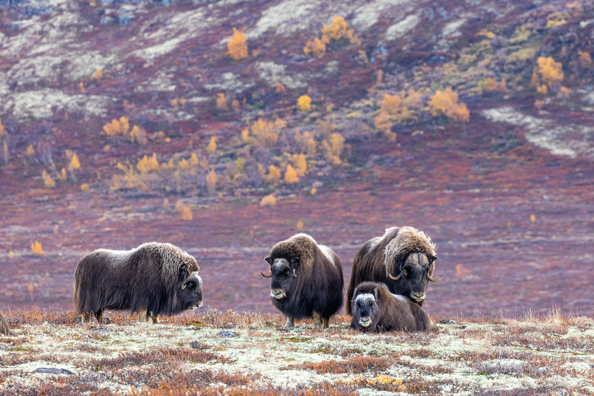 Moschusochsen Dovrefjell
