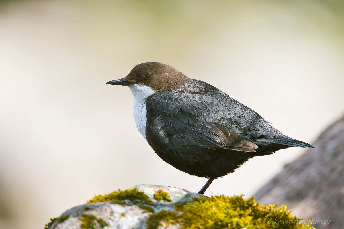 Wasseramsel, Norwegens Nationalvogel