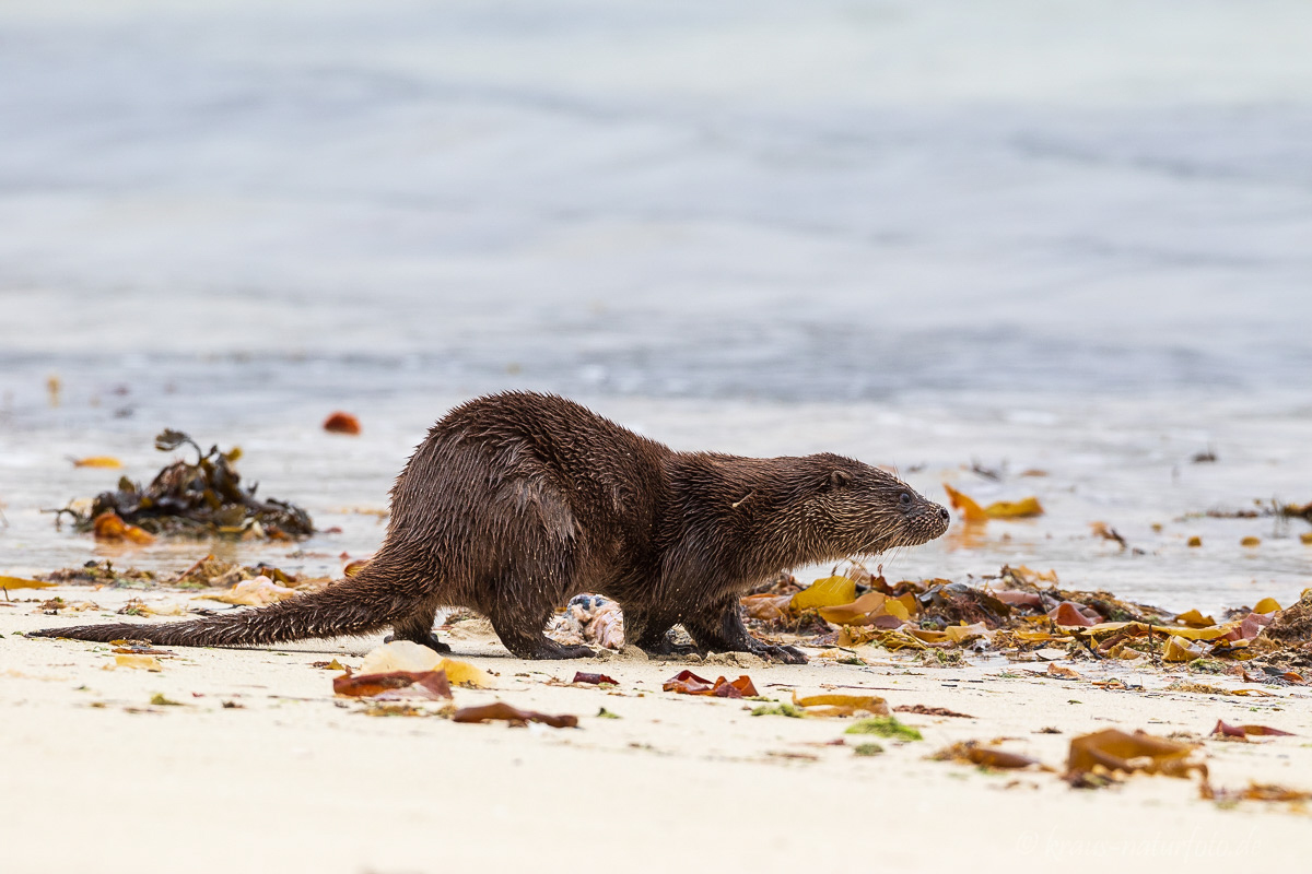 Otter