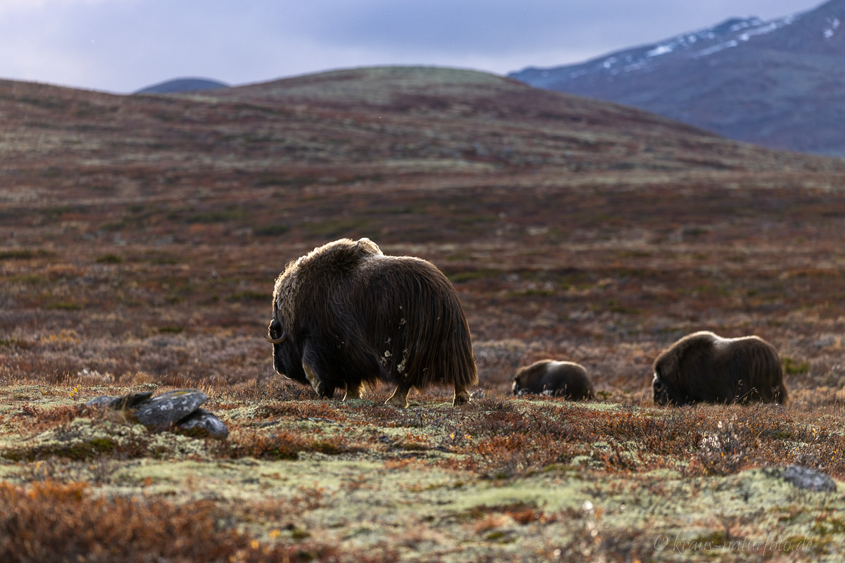 Moschusochse Dovrefjell