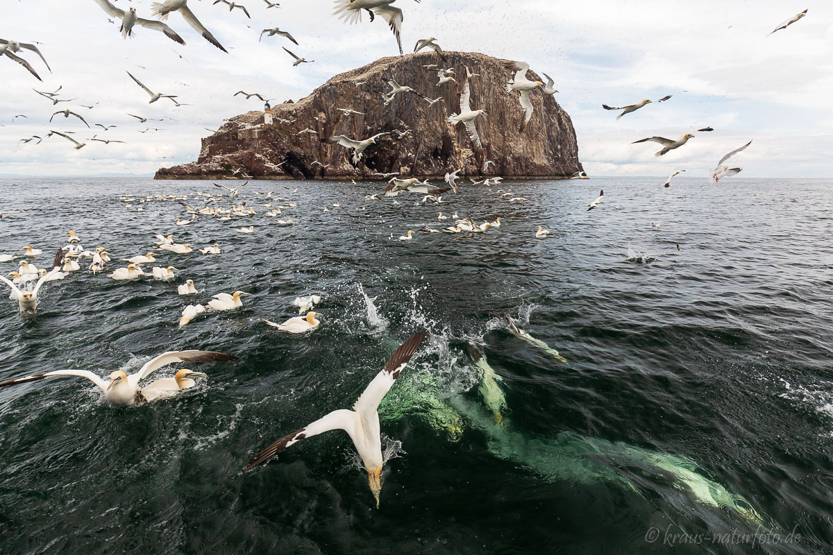 Baßtölpel am Bass Rock