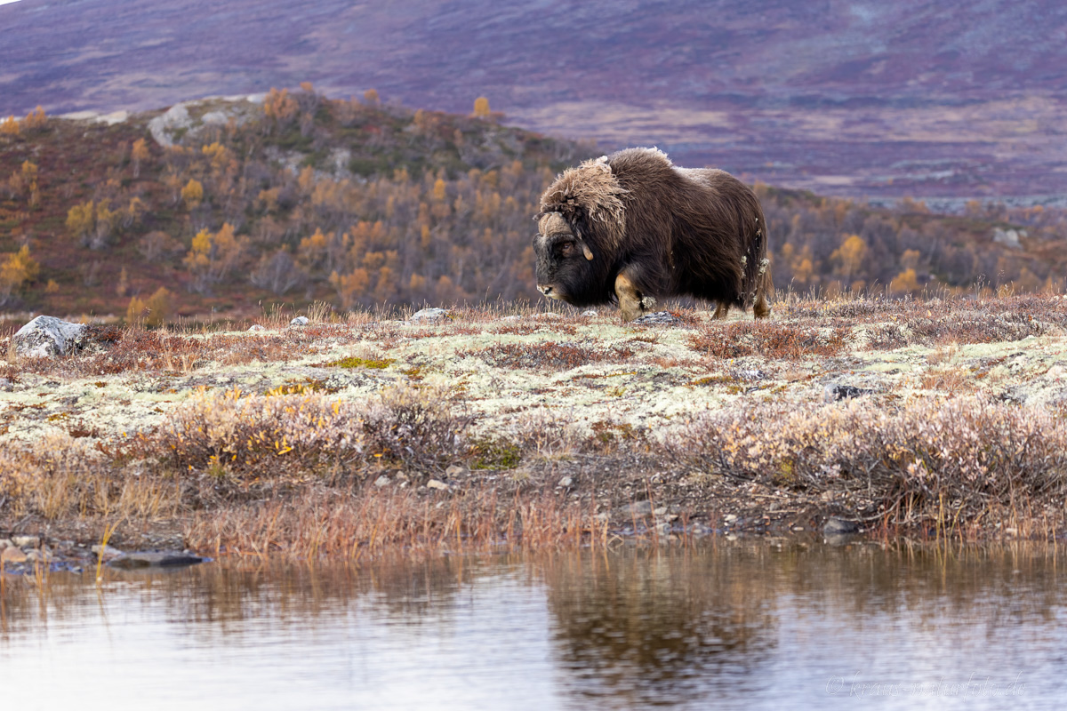 Moschusochse Dovrefjell