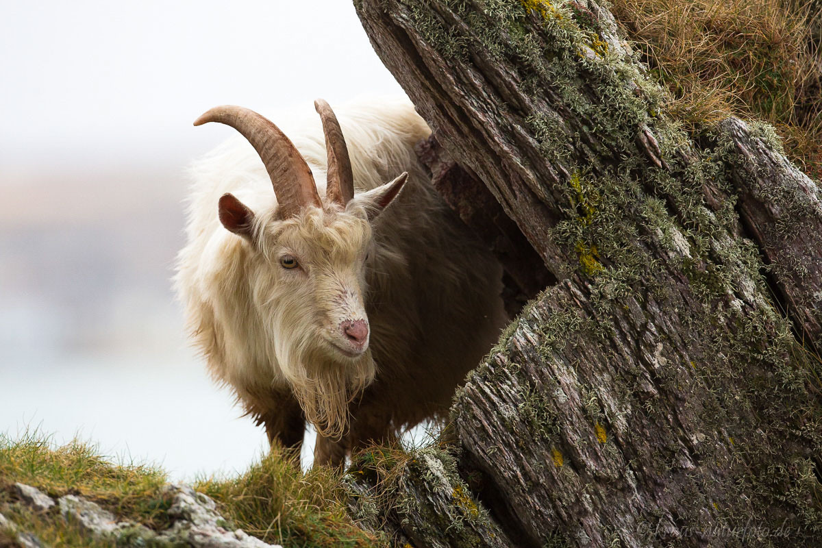 Schottischer Wildziegenbock