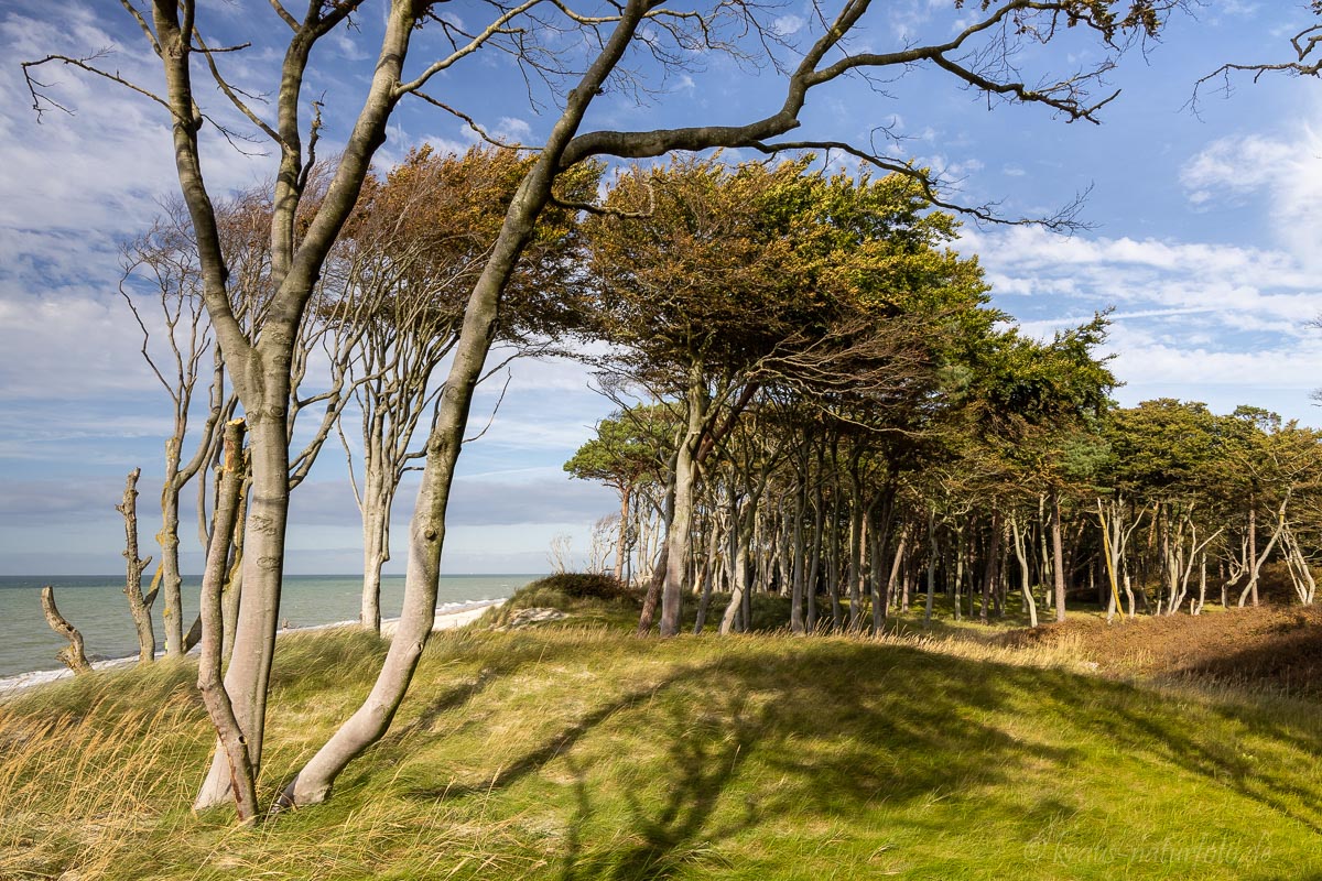 Windflüchter am Darßer Weststrand