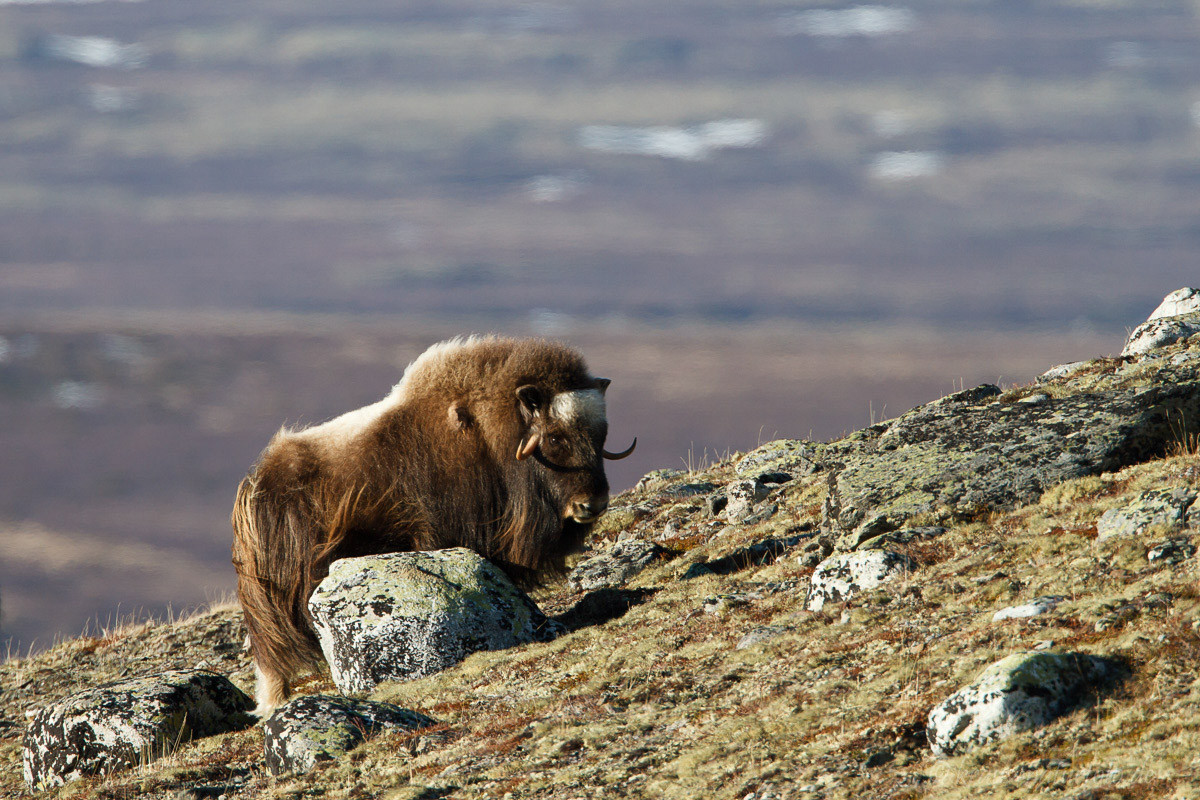 Moschusochsen, Dovre Fjell, Norwegen